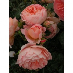 SWEET JESSICA (floribunda)